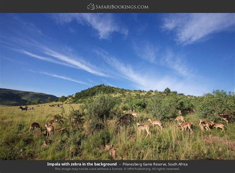 Pilanesberg Wildlife Photos – Images & Pictures of Pilanesberg Game Reserve