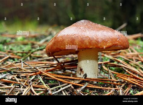 Mushroom edible suillus luteus growing in the forest Stock Photo - Alamy