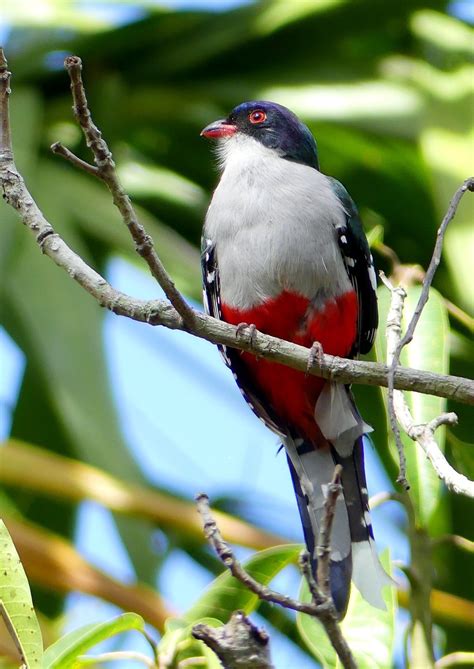 Cuban Trogon Beautiful Birds, Parrot, Cuban, Animals, Birds, Colourful ...