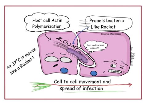 Listeria monocytogenes with rocket tail - Creative Med Doses