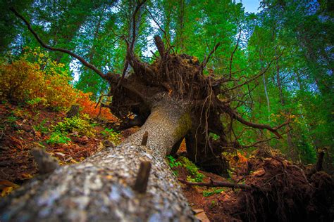 Fallen Tree - Root Ball | Fallen Tree - Root Ball | Flickr