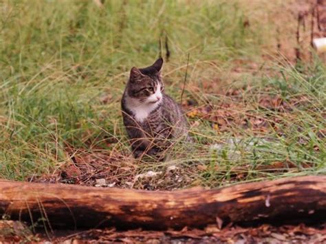 Leesport being monitored after rabid cat attack; Berks second in PA for rabies cases [Map ...