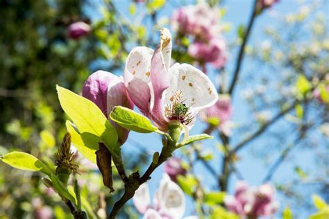 Blooming magnolia tree stock image. Image of angiosperms - 40394397