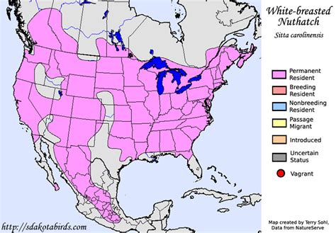 White-breasted Nuthatch - Species Range Map