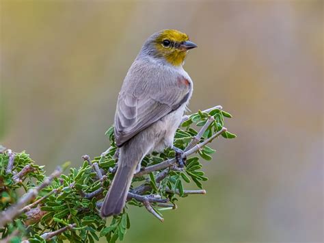 Region 5 - Edwards Plateau | Texas Ornithological Society