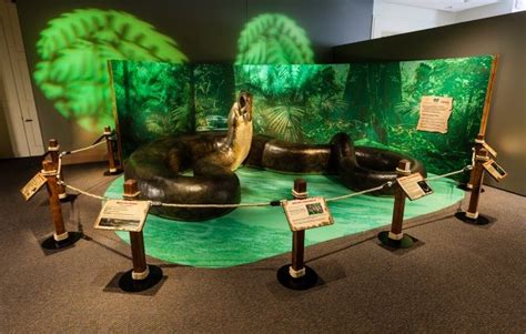 Titanoboa Exhibit 1 | Newsdesk | National museum, Exhibition, Natural ...