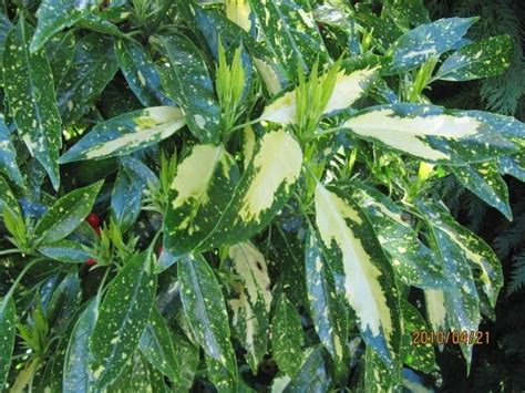 Aucuba Japonica: Pruning Japanese Aucuba Plant | Plants, Variegated ...