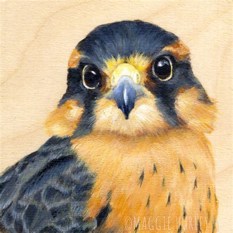 Aplomado Falcon - Bird Art Print on Wood - Maggie Hurley