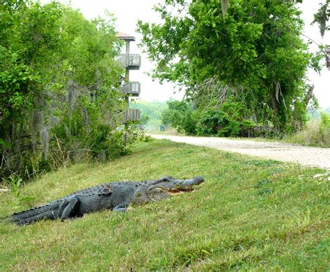 Alligator, Brazos Bend State Park, Texas | Battle-scarred al… | Flickr