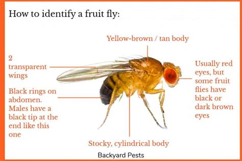 Fruit Flies: Identify Them | Find Them | Get Rid Of Them - Backyard Pests