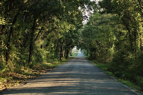 Long Tree-lined Country Road Free Stock Photo - Public Domain Pictures
