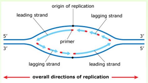 Origin Of Replication / Eukaryotic DNA Replication- Features, Enzymes, Process ... : Origin of ...