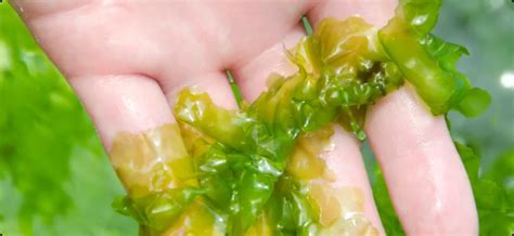 Sea Lettuce | Ulva Lactuca | Seaweed Solutions