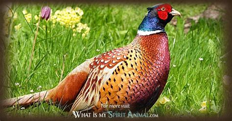 Pheasant Symbolism & Meaning | Spirit, Totem & Power Animal