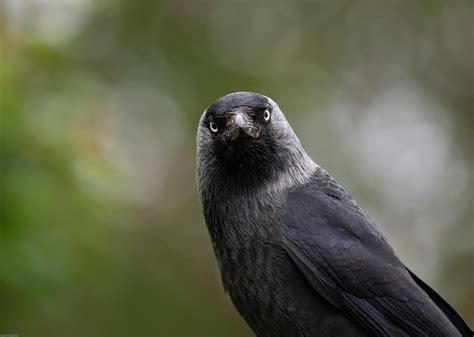 Legends of the Jackdaw | BirdNote