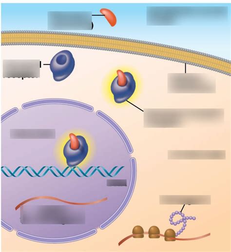 Steroid Hormone Signal Transduction Diagram | Quizlet