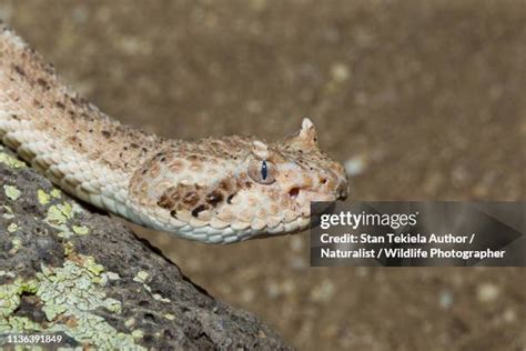 394 Sidewinder Snake Stock Photos, High-Res Pictures, and Images ...