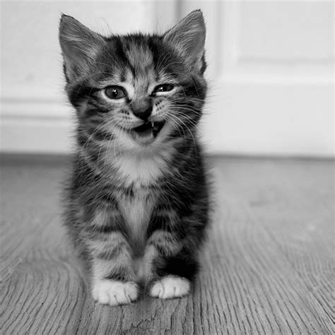 🔥 [50+] Cute Cat Wallpapers for iPad | WallpaperSafari