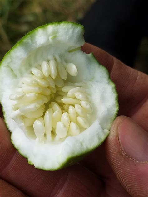 Best time to pick a Maypop? (plants forum at permies)