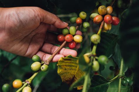 Coffee Origins Of Yemen - Helena Coffee Vietnam