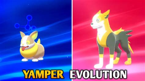 Yamper Evolution In Pokemon Sword & Shield | Galar Pokedex - YouTube