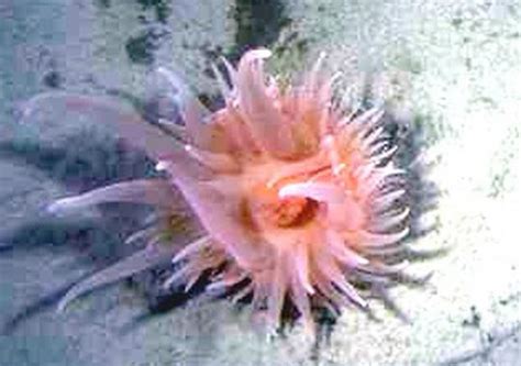 Anthozoa (sea anemone, coral, sea pen) | World Ocean Observatory