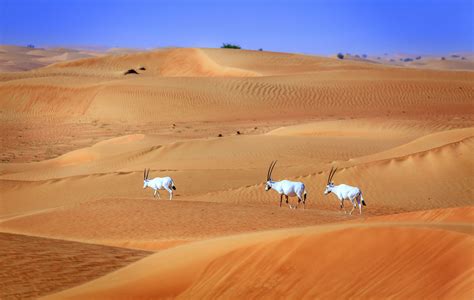 Exploring the Dubai Desert Conservation Reserve: Dubai's first national park - Lonely Planet