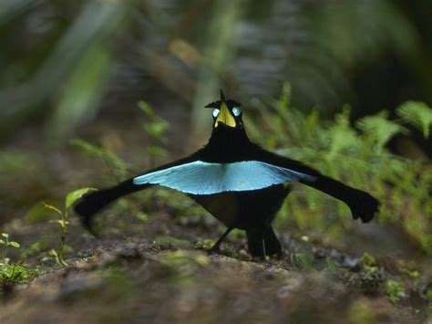 Smooth dance moves confirm new Bird-of-Paradise species – Macaulay Library