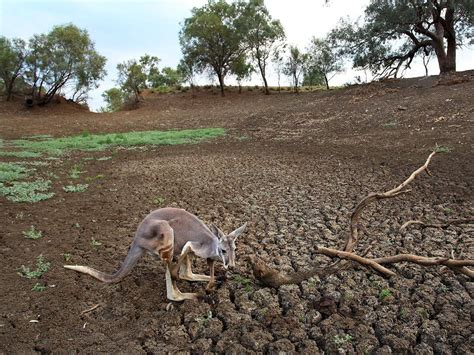 Australia Drought Could Cost $12 Billion | Financial Tribune