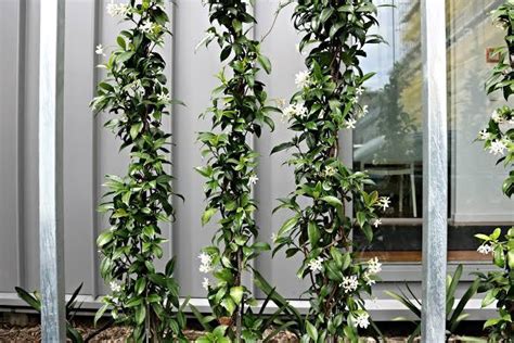 I would like to grow star jasmine on vertical wire trellis like this. Does it need a fence or ...