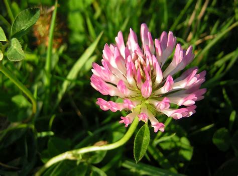 Free Clover flower Stock Photo - FreeImages.com