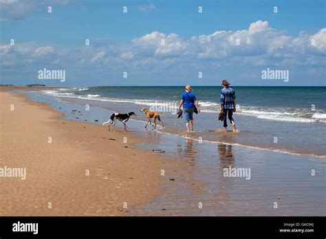 people walking dogs on holkham beach, north norfolk, england Stock ...