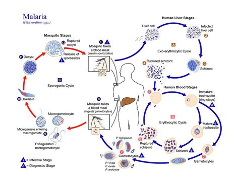 Plasmodium Malariae Diagram