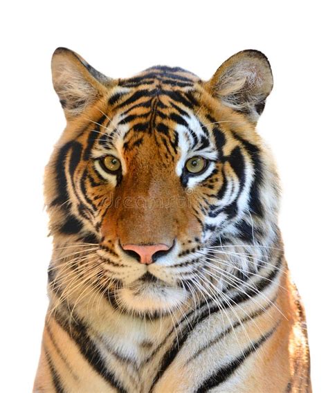 Tiger head isolated stock photo. Image of portrait, strength - 36019408