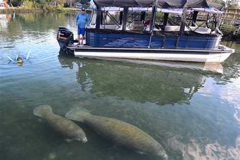 Manatee Snorkeling Tour - VIP 2022 - Crystal River