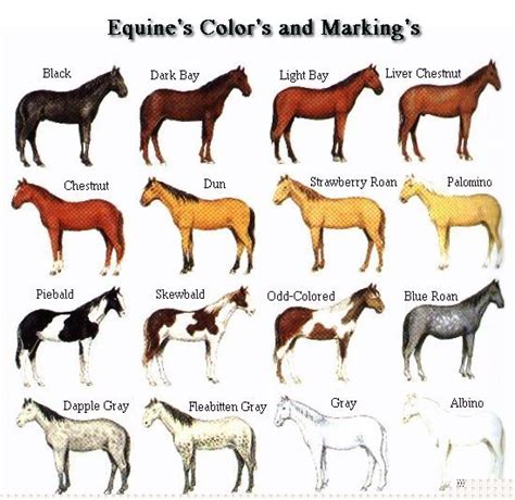 lockwood horses: horse colors