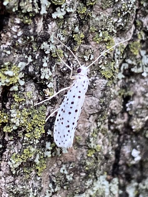 American Ermine Moth? | Eden Brook, Middle Patuxent River, H… | Flickr