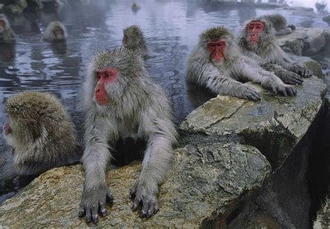 Japanese Macaques, Honshu Island, Japan, 2003 | Japanese macaque, Japan, Japanese