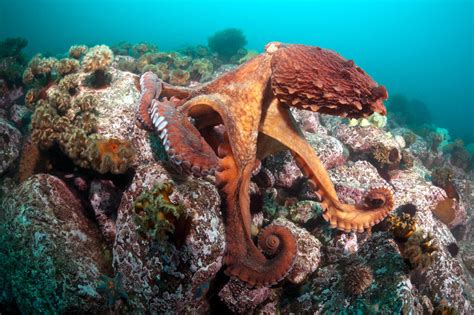 Octopuses - Wild Animals News & Facts by World Animal Foundation