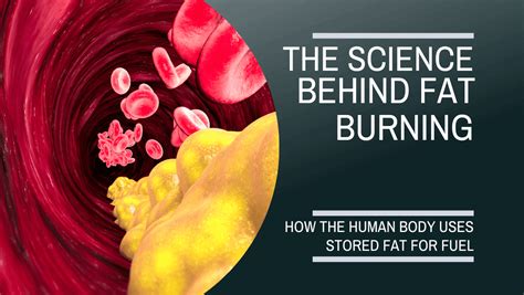 The Science Behind Burning Fat - NutriWise