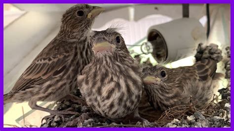 what to feed abandoned baby finches - Yan Shipman