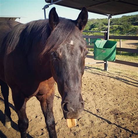 Toby Keith - Sale Ranch Animal Sanctuary