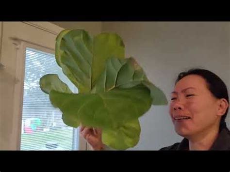 Fiddle leaf fig tree way to grow more leaves this is what you need to do - YouTube
