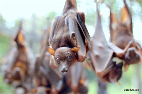 ABC Megabats Little Reds from cold event 07/11/2016 flying-foxes Fruit bats | Fruit bat, Little ...