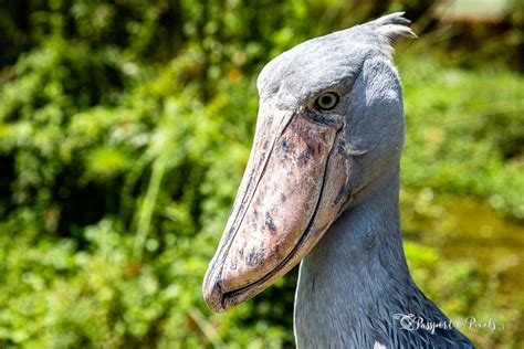 Top 34 African Birds: A Safari Photo Guide