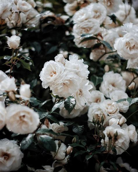 white roses White Roses, White Flowers, My Flower, Beautiful Flowers, Aesthetic Roses, Bloom ...