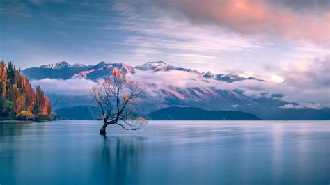 Lake Wanaka - the tree | Lake wanaka, Lake, Wanaka