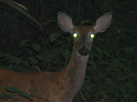 What makes some eyes shine at night? | NCPR News