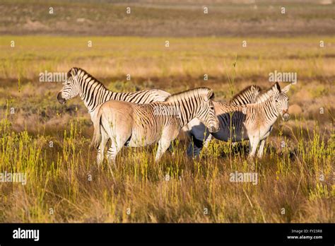 Quagga Extinct Stock Photos & Quagga Extinct Stock Images - Alamy