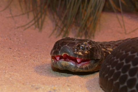 10-million-year-old tiger snake venom is so deadly it can't evolve to be any better